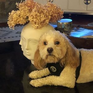 Meet your Posher, Holly